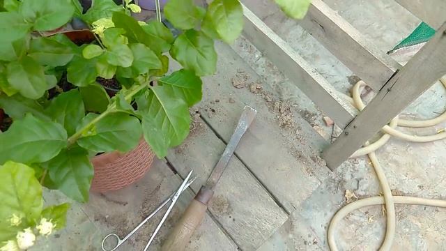 How to Boost Jasmine Flowering || More & More Flowers смотреть онлайн