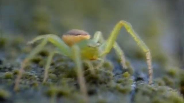 Diaea Dorsata - Krabbenspinne (Crab Spider) смотреть онлайн