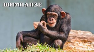 Шимпанзе: Самая умная обезьяна | Интересные факты про приматов