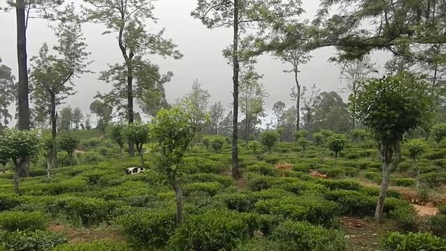 Sri Lanka,ශ්රී ලංකා,Ceylon,Tea Plantation Misty Day смотреть онлайн