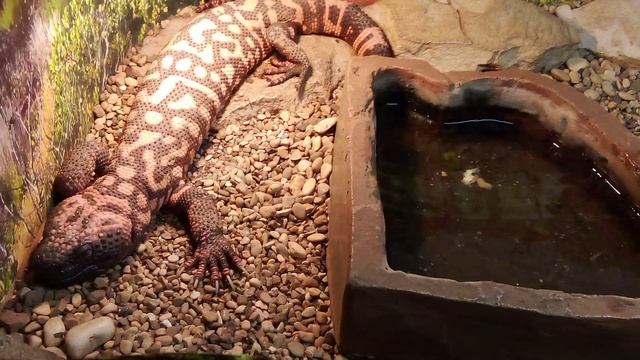 Московский зоопарк. Аризонский ядозуб.