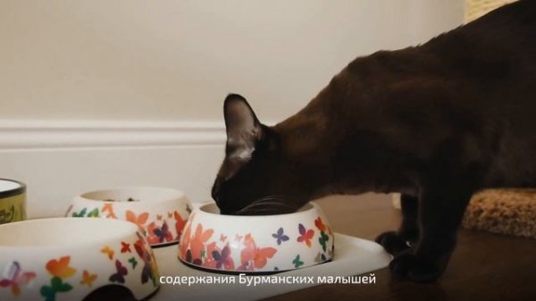 О бурманской породе кошек. Питомник бурманских кошек Freya Way*RU