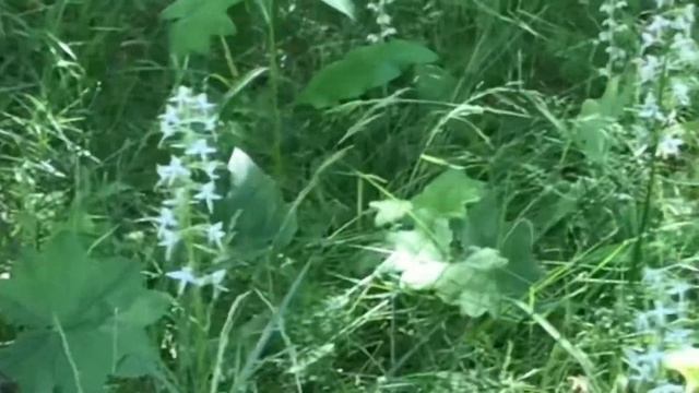 Травы и лечебные сборы смотреть онлайн