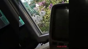 Сушим помидоры