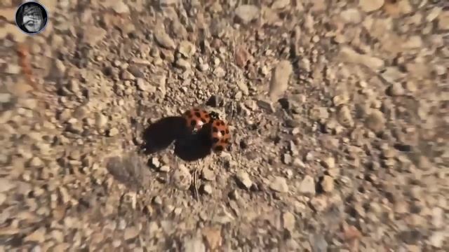 DÜŞE İNİNCE (Düşünce) / Sırlar 1 смотреть онлайн