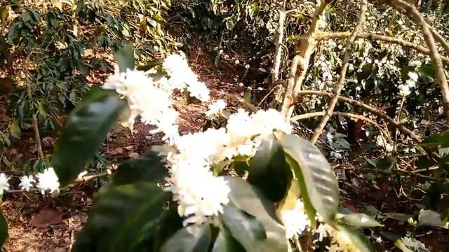 COFFEE BLOSSOM (ARABICA) 23/03/2017 смотреть онлайн