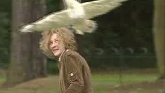 Розыгрыш на улице. Атака чайки