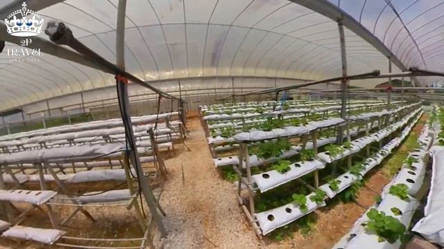 AGRO-TECHNOLOGY PARK MARDI ( 1 ) - TANAH RATA - CAMERON HIGHLANDS STREET VIEW смотреть онлайн