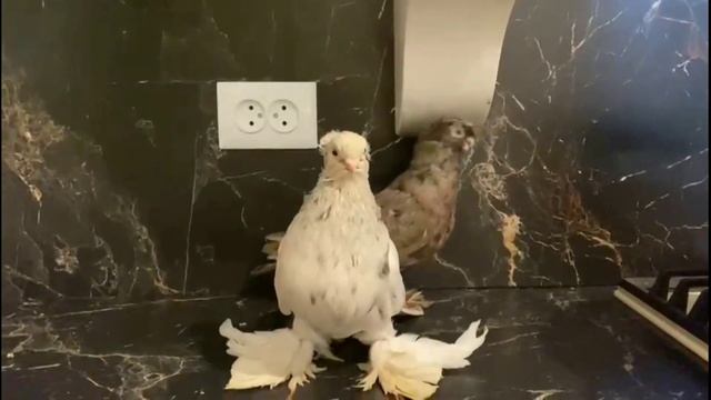 Богатые платят за $1 Vs $500,000! Двухчубые голуби. Tauben. Pigeons. Palomas. Pombos. 비둘기.