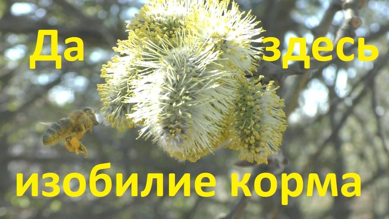 Как пчелы добывают и готовят себе корм смотреть онлайн