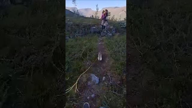 ХОЗЯИН ВОЗЬМИ МЕНЯ С СОБОЙ. Я ВЕДЬ ЛУЧШЕ СОБАКИ. смотреть онлайн