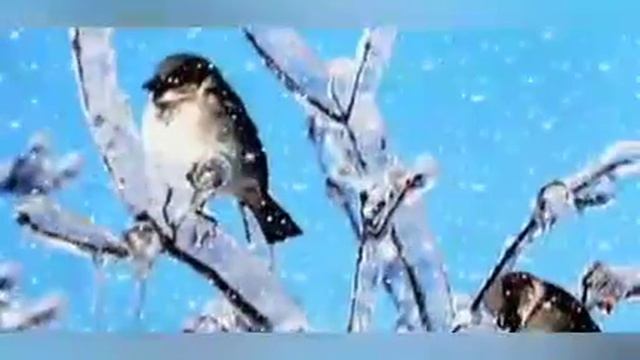 НАТАЛЬЯ БОЛДЕНКОВА/ МЫ ЗВЕРИ смотреть онлайн