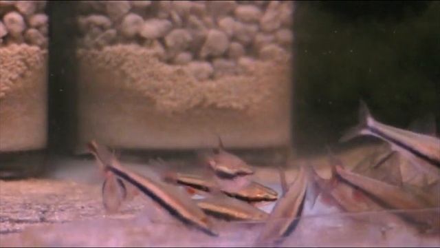 Nannostomus beckfordi смотреть онлайн