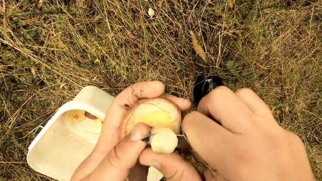 Маслята Грибалка 30 09 2022 смотреть онлайн