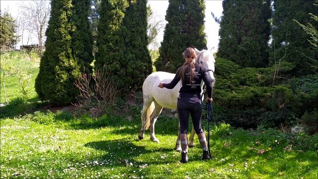 Triky, cviky a povely 🐎 смотреть онлайн