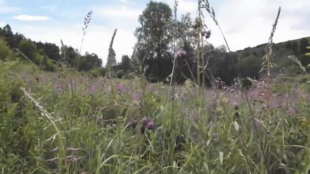 #Иванчай Алтайский. Чай кипрей. Копорский чай. Травы Алтая