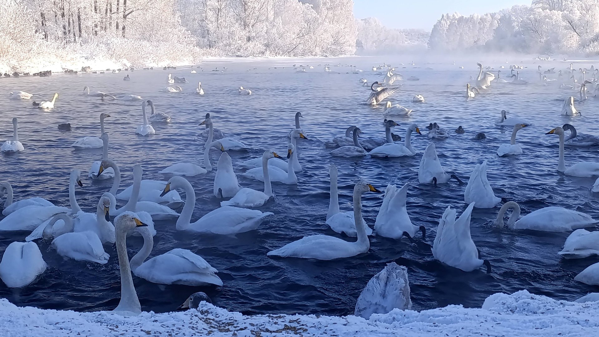 2025  АЛТАЙСКИЙ КРАЙ    Озеро Лебединое