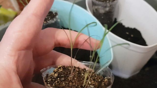 Лимонная трава. Первый "покос" и перевалка. смотреть онлайн