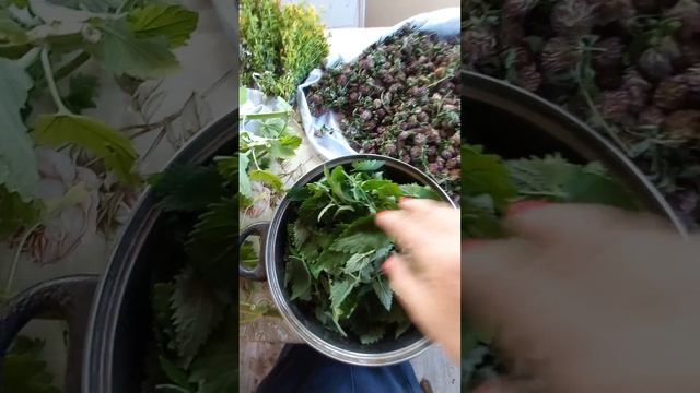 Бариста Блюз