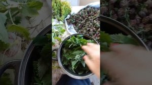 заготовка чая из мелиссы