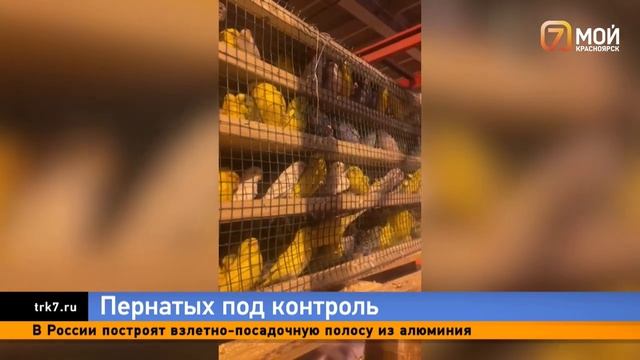 В Красноярск из Киргизии привезли 510 попугаев смотреть онлайн