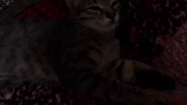 МОЙ ВЕЧЕР смотреть онлайн