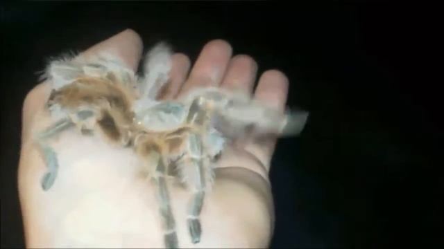 Grammostola Maule смотреть онлайн