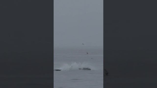 GIANT orca breaches! 🤯 смотреть онлайн