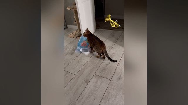 Ангельский голосочек/Как мяукает бенгальский кот/How a Bengal cat meows смотреть онлайн