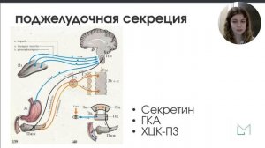 Физиология | Печень и поджелудочная железа, как органы пищеварения