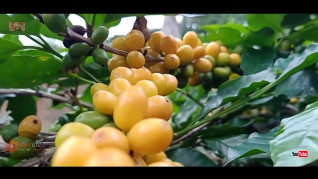 KOPI ARABIKA GAYO - ( ATENG BUJANG ) - KOPI GAYO YELLOW CATURRA VIRAL смотреть онлайн