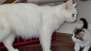 Мама-кошка беспокоится о своих котятах. Мама-кошка очень внимательна.