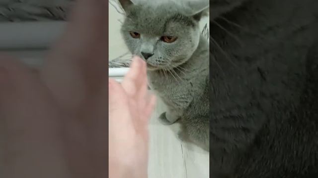 Первое видео на канале Даша и питомцы!❤️ смотреть онлайн