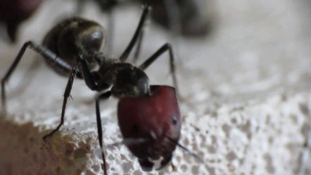 Camponotus singularis majors смотреть онлайн