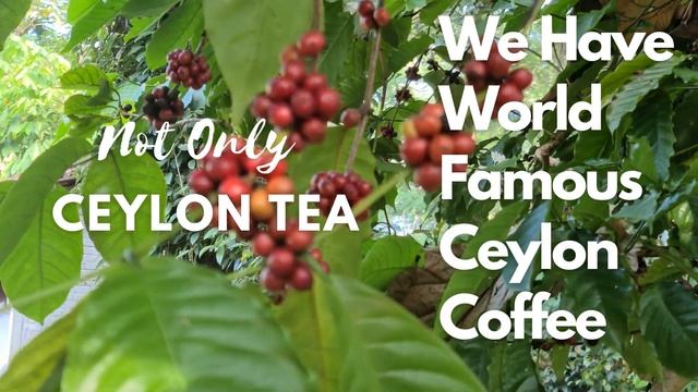 Story of Pure Ceylon Coffee Part 02 смотреть онлайн
