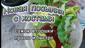 Получила свежую посылку. Распаковка хост и посадка в горшки. Мой грунт в горшках.