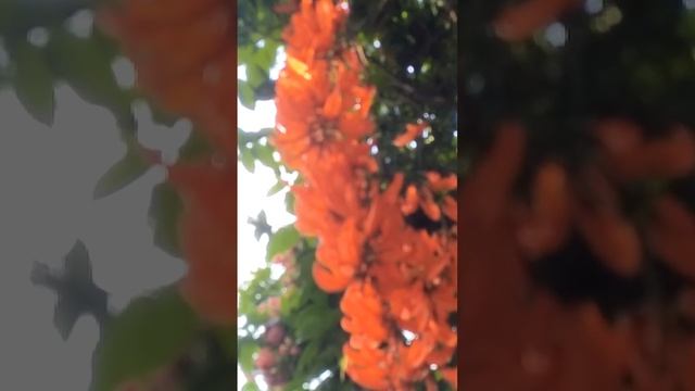 Orange Jade Vine in full blooms at Ahmad Home смотреть онлайн
