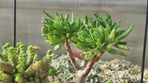 Все мои крассулы в одном видео