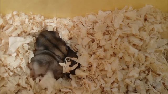 Джунгарские хомячки: от рождения до двух недель