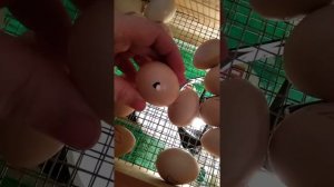 Проклев яиц в инкубаторе