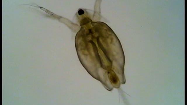 Дафния. Daphnia. Водное беспозвоночное под микроскопом. смотреть онлайн