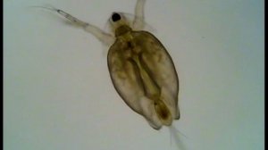 Дафния. Daphnia. Водное беспозвоночное под микроскопом.