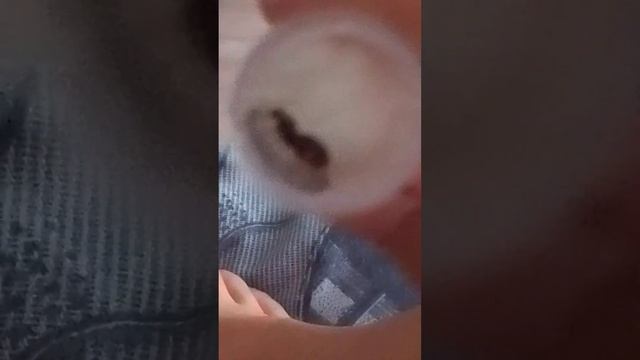 2 часть лазиус ниггер у 2 матов появился расплод смотреть онлайн