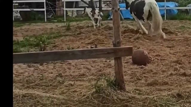 Уже год она со мной.Принцесса Элизабет смотреть онлайн
