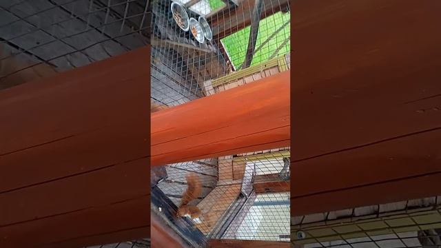 Ржачные Белочки в парке Happy Squirrels in the park смотреть онлайн