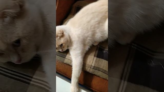 КОШКА СПЛЮШКА🥱🌛 смотреть онлайн