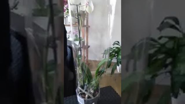 Qysh te bejm zgjedhjen e orkides смотреть онлайн