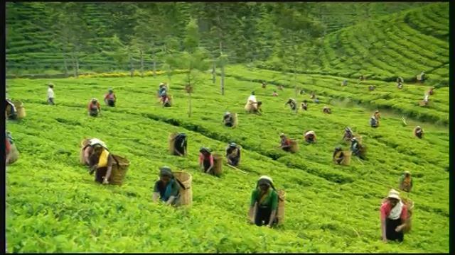 Dilmah Perfect Cup of Tea - TV Commercial смотреть онлайн
