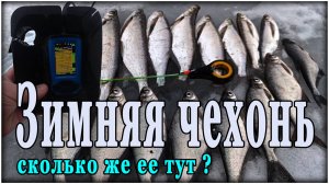 Зимняя чехонь на реке Волга. Эхолот забит рыбой. Ловля чехони и синца зимой.