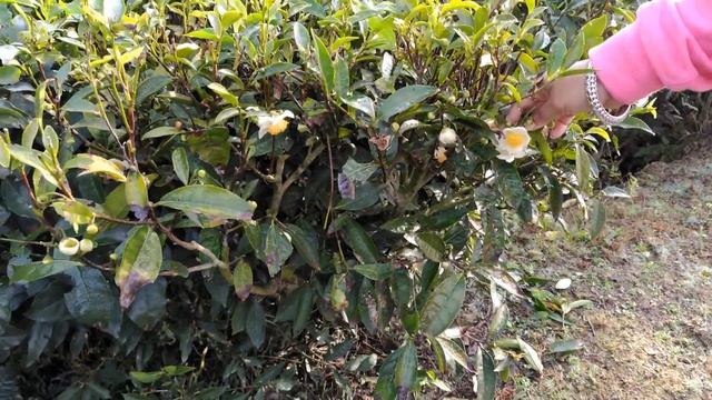 Dooars Tea Garden Beauty | Walk In Dooars Tea Estate | Batabari Tea Garden | NorthBengal Tea Touris смотреть онлайн